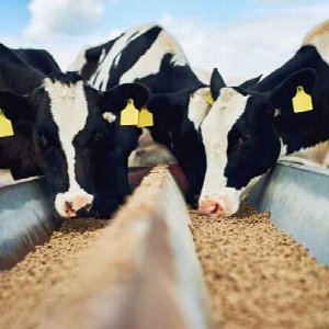 Cattle Feed / Poultry Feed / Raw Material