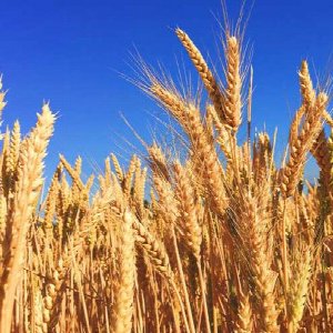 Grains / Wheat